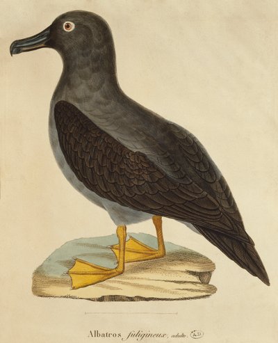 Rußalbatros von Paul Louis Oudart